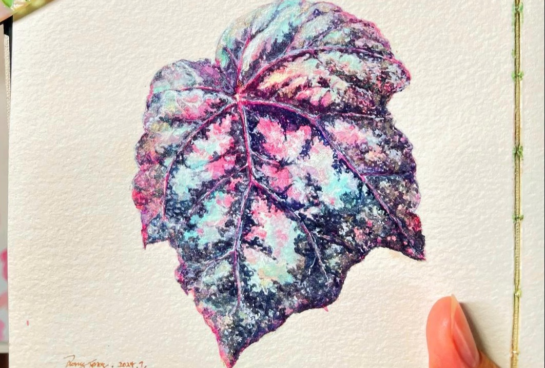 水彩画手绘室内绿植玛格丽特秋海棠