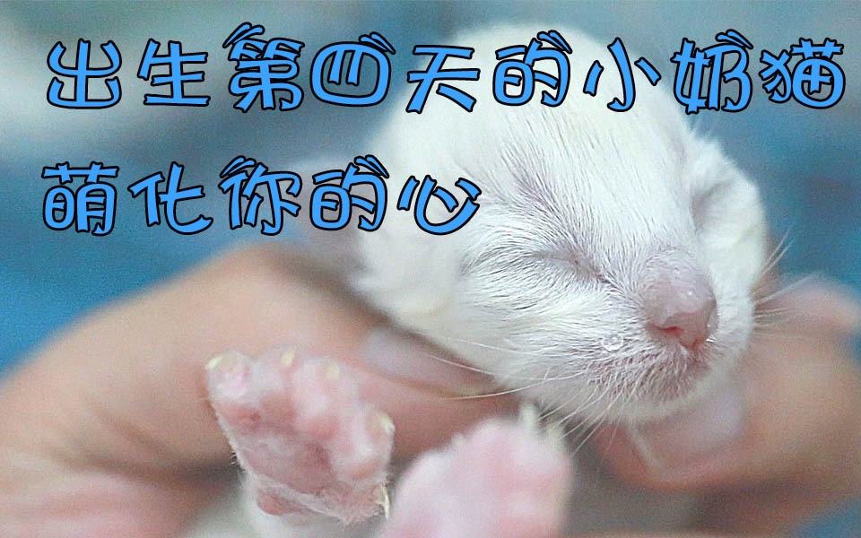 【朵朵花开】出生第四天的小奶猫,萌化你们的心!还会嘤嘤嘤~~~!哔哩哔哩bilibili