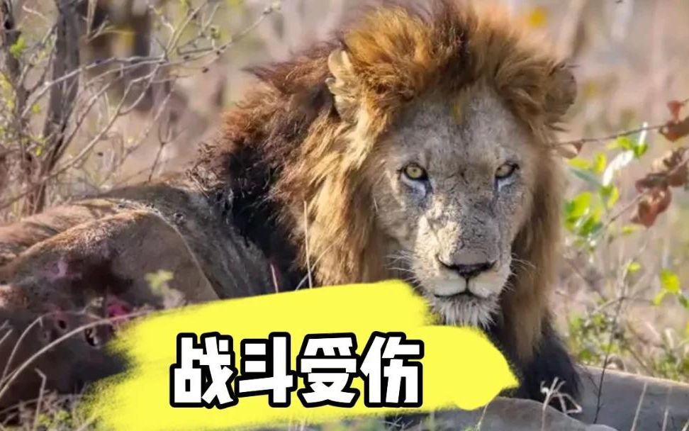 生命不止!战斗不止,大乔克雄狮之子,re雄狮受伤严重!