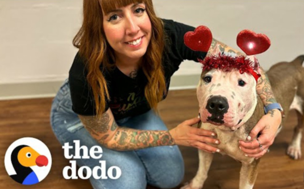 [图]Rescuers Surprise Mama Pittie With A Lady And The Tramp Dinner | The Dodo