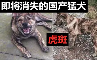 虎斑犬 搜索结果 哔哩哔哩 Bilibili