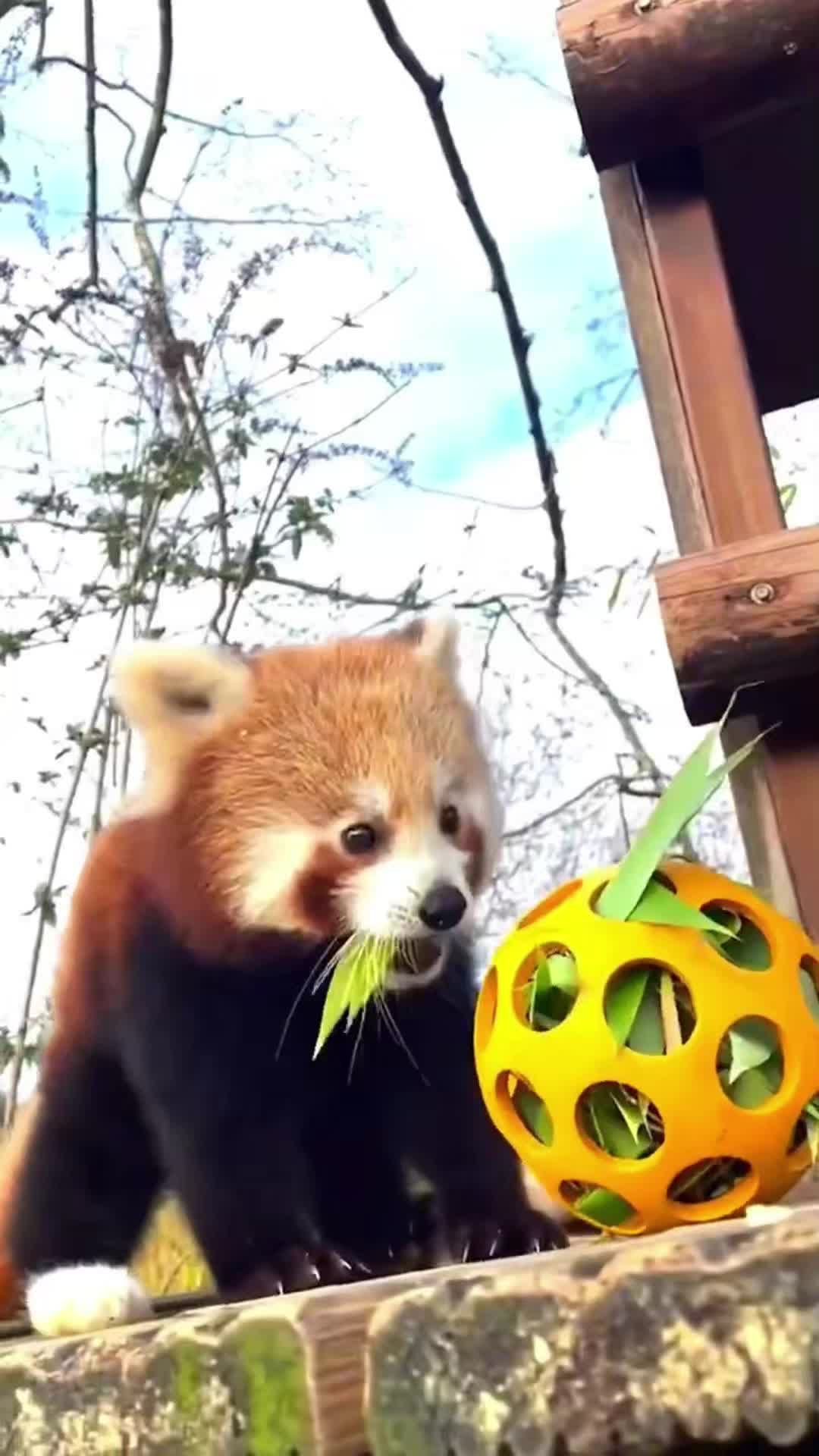 小熊猫可以当宠物吗图片