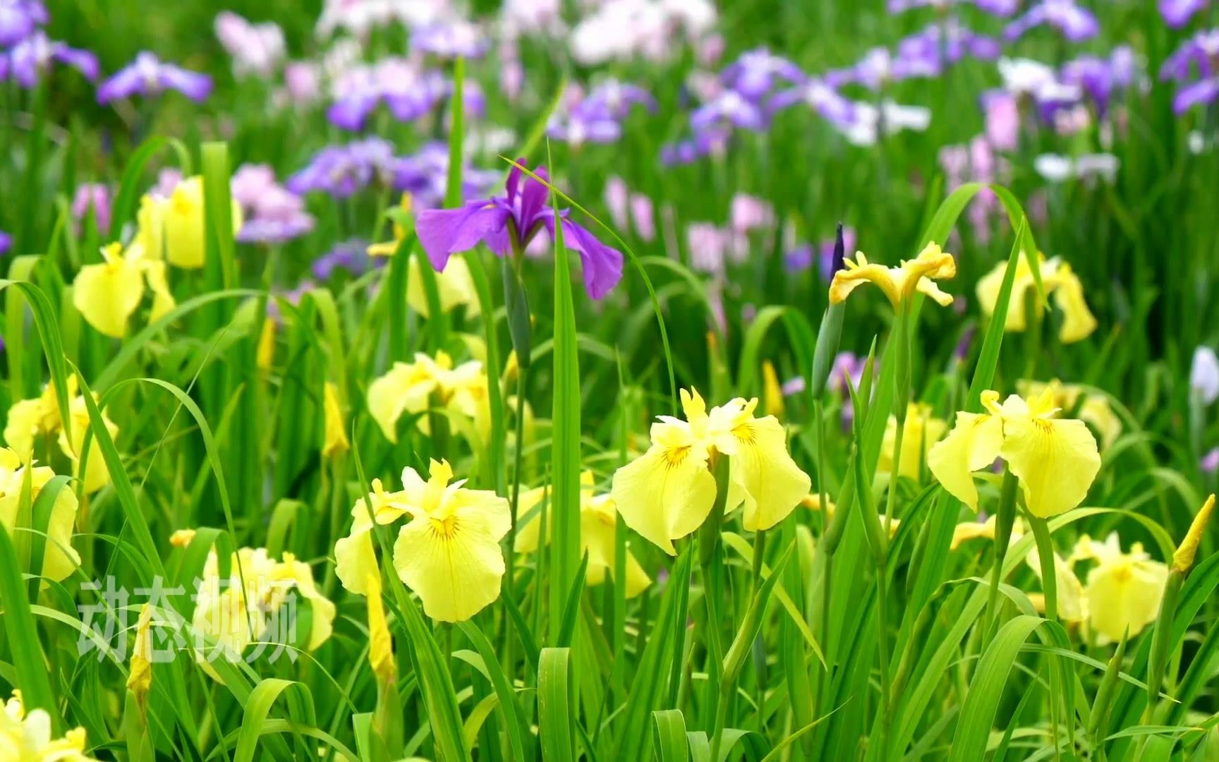 c935 唯美小清新鲜花盛开绿草如茵蜜蜂飞舞采蜜花园花圃活力春天秀美