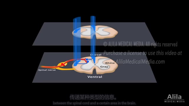 【医学生】【双语字幕】【5分钟系列】脊髓解剖的基础知识哔哩哔哩bilibili