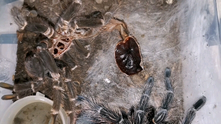 18cm所罗门捕鸟蛛蜕皮