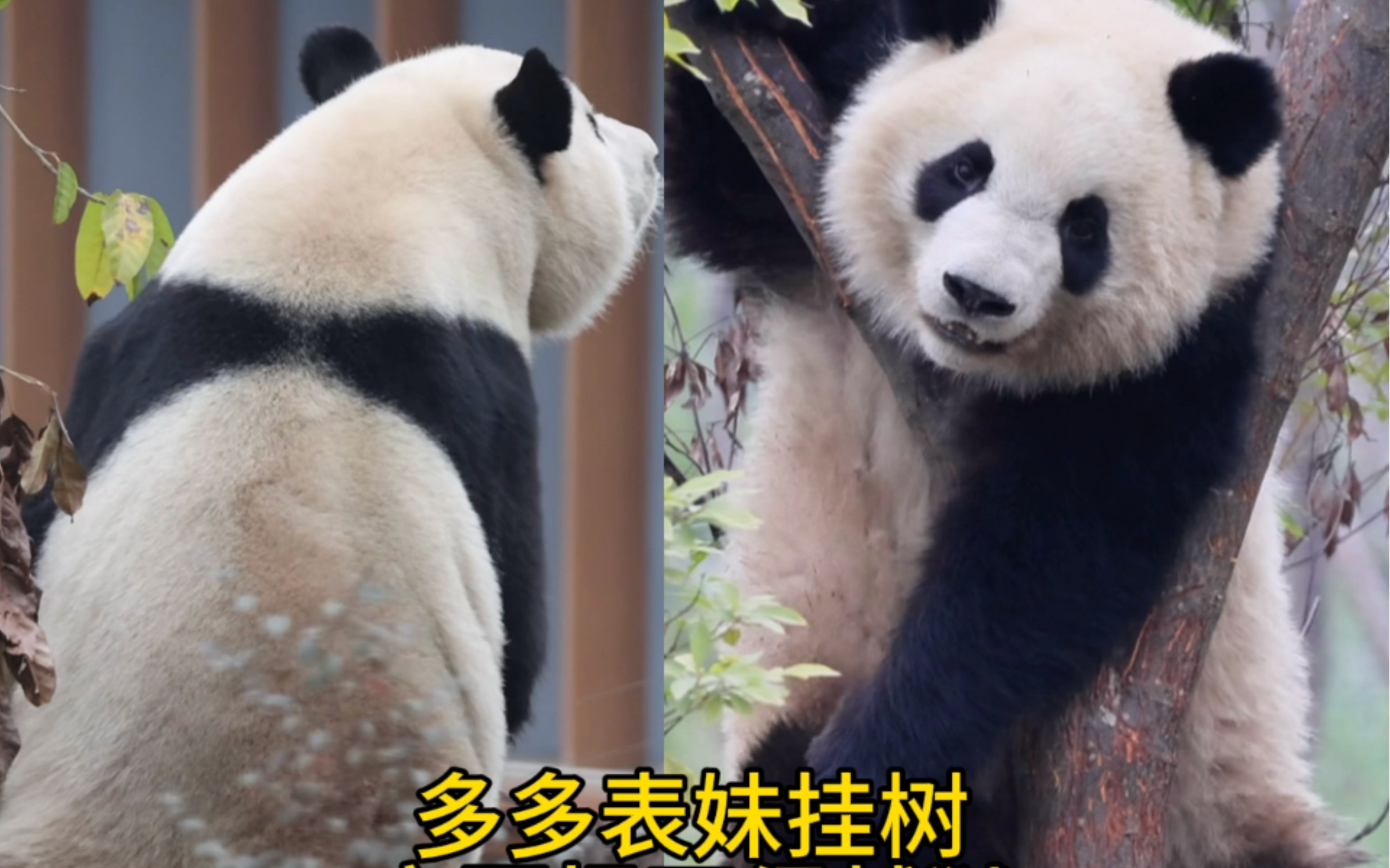 【大熊猫福多多宝哥】3.12多妹挂树,给宝哥急得想越狱!