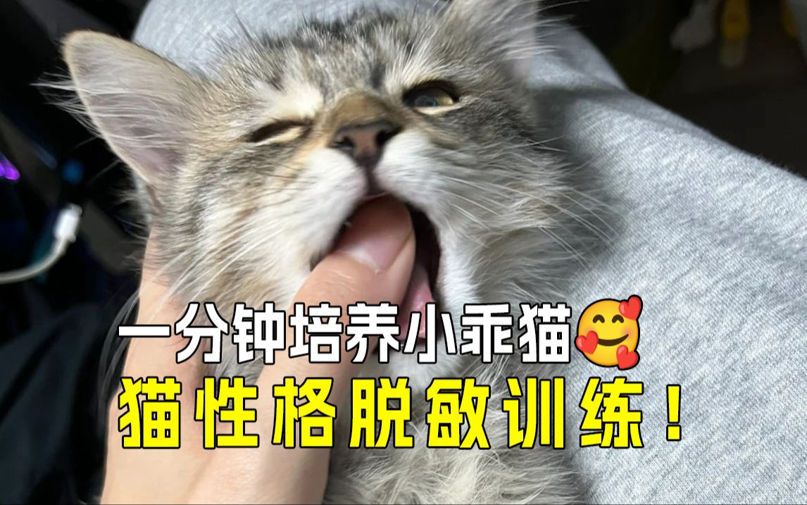 [图]一分钟学会猫咪脱敏训练，亲近无障碍😻