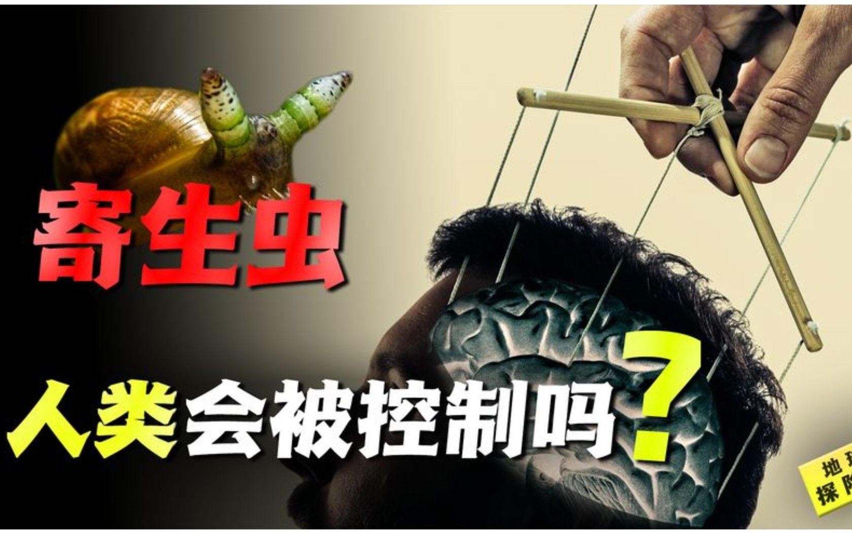 人类会被寄生虫控制吗?揭秘自然界五大寄生虫,人类或许很脆弱!