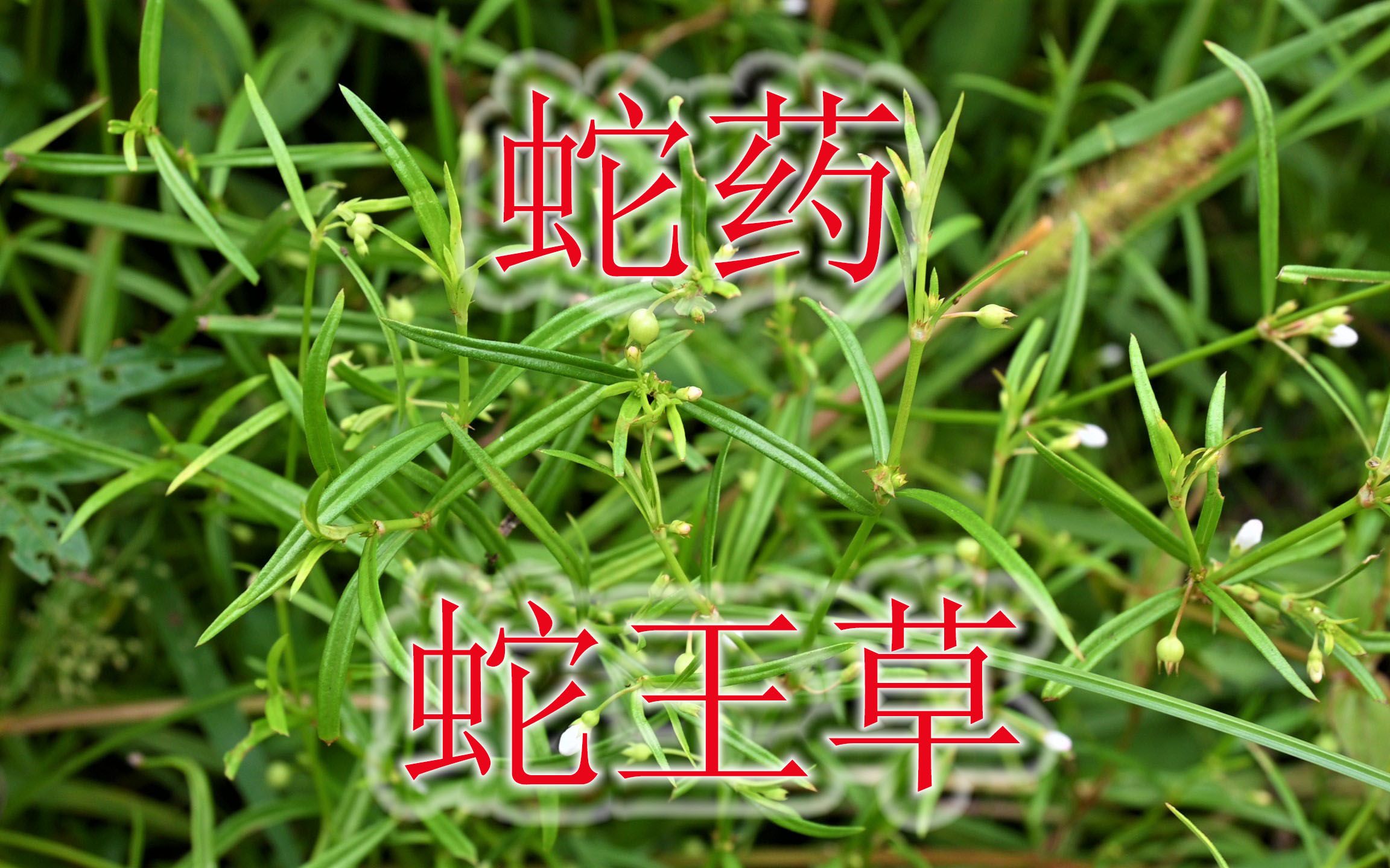 蛇药“白花蛇舌草”认识吗?植物别称“蛇王草”,常有人当凉茶哔哩哔哩bilibili