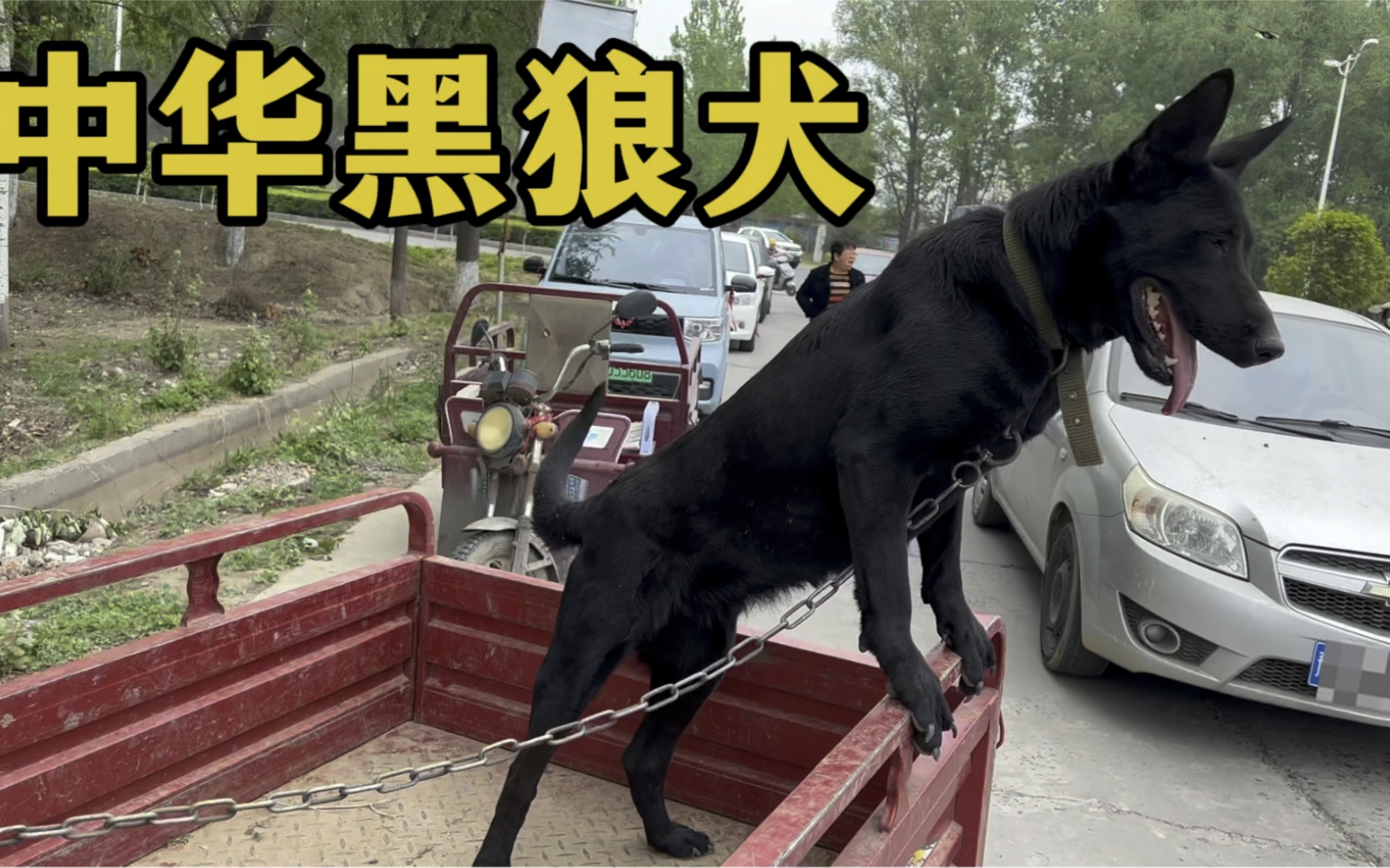 农村狗市:大型猛犬黑狼犬,咬合力惊人,大叔卖1200,相当哇塞啊!哔哩哔哩bilibili