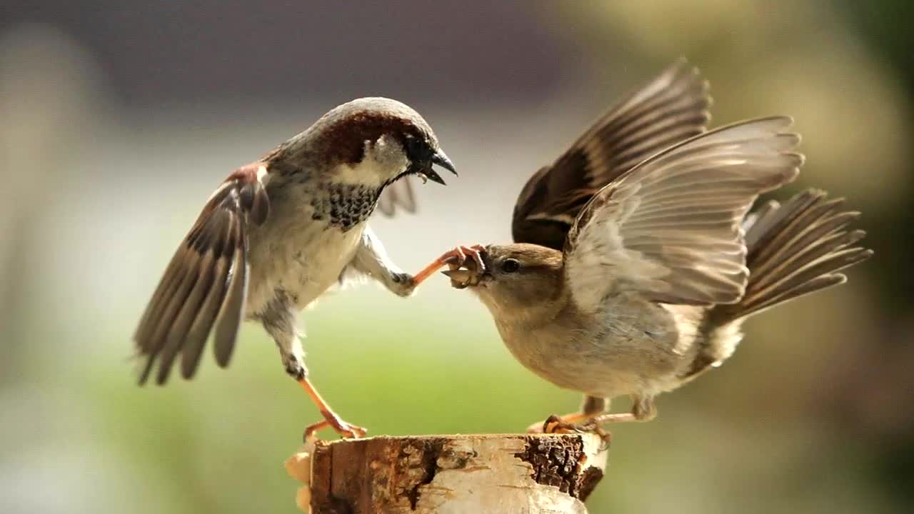 言之成理戴丹丹