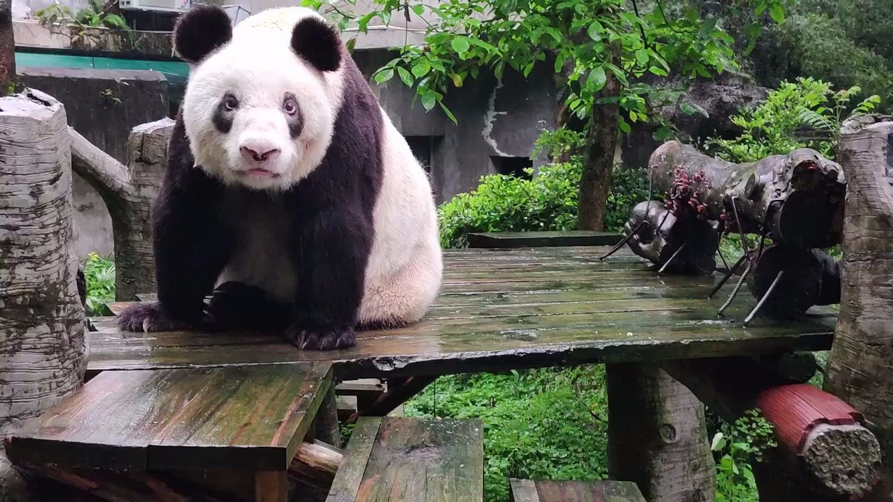 【大熊猫新星】老祖宗38岁了,长命百岁喽,重庆动物园对老祖宗真好