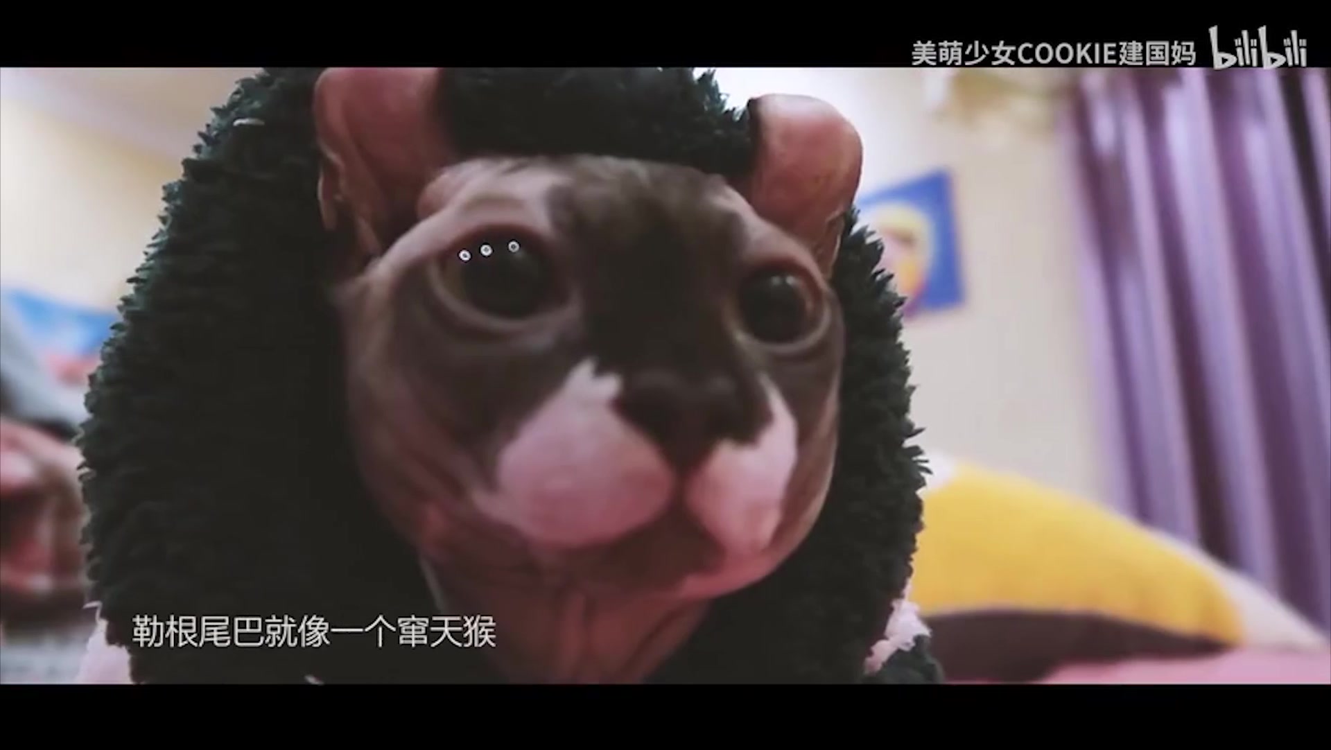 我无毛猫界第一帅小伙彭建国回来啦哔哩哔哩bilibili