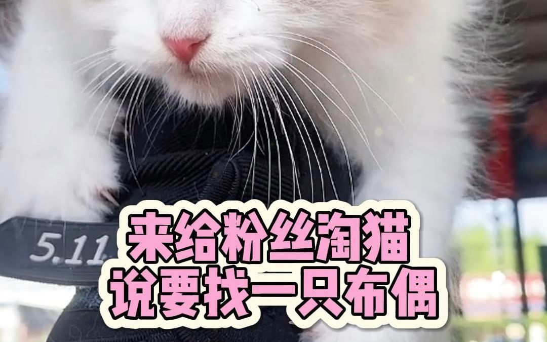 来给粉丝淘猫 说要找一只布偶哔哩哔哩bilibili