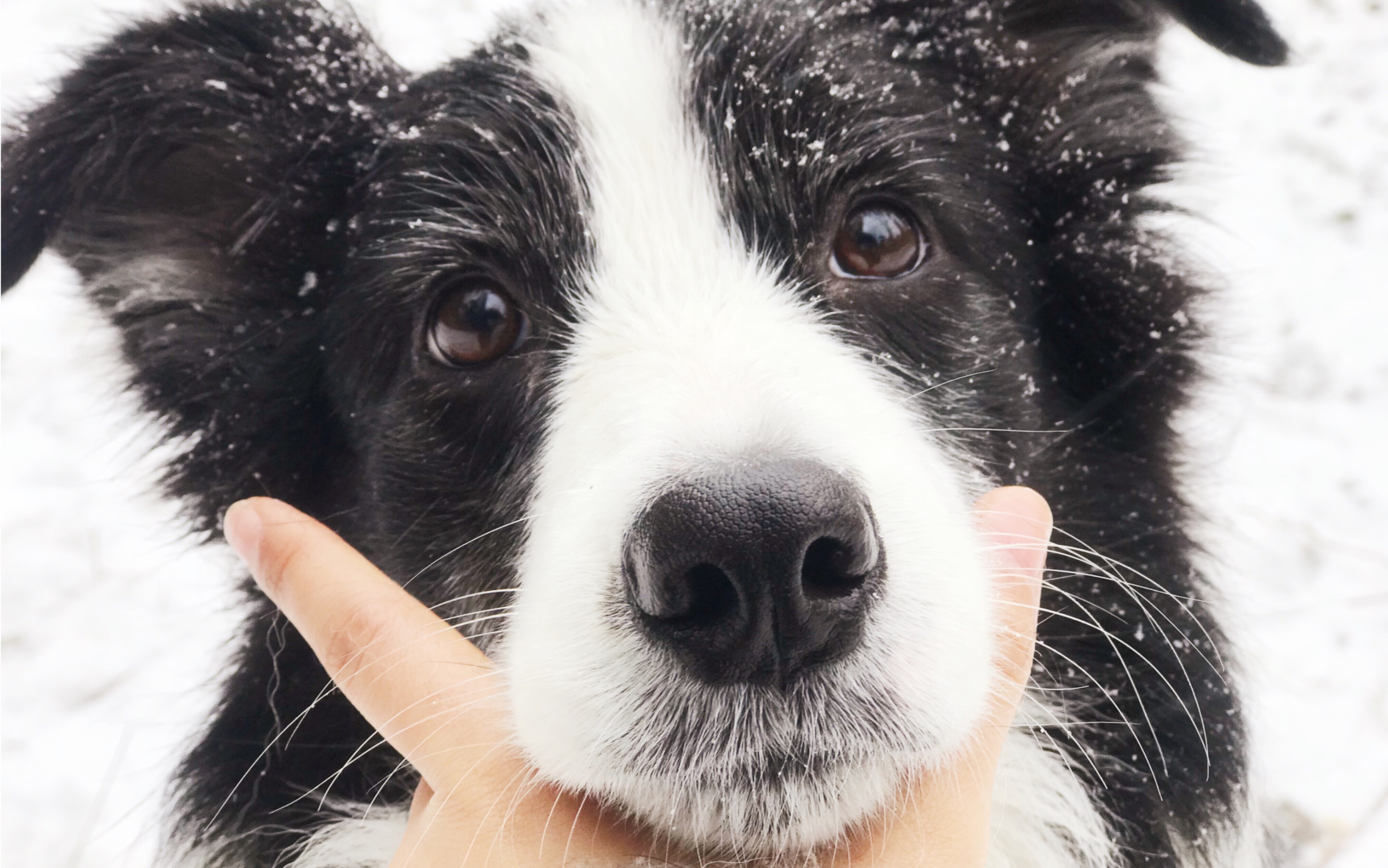 边牧小七和你一起走过春夏秋冬括弧没有感情的遛狗机器罢了