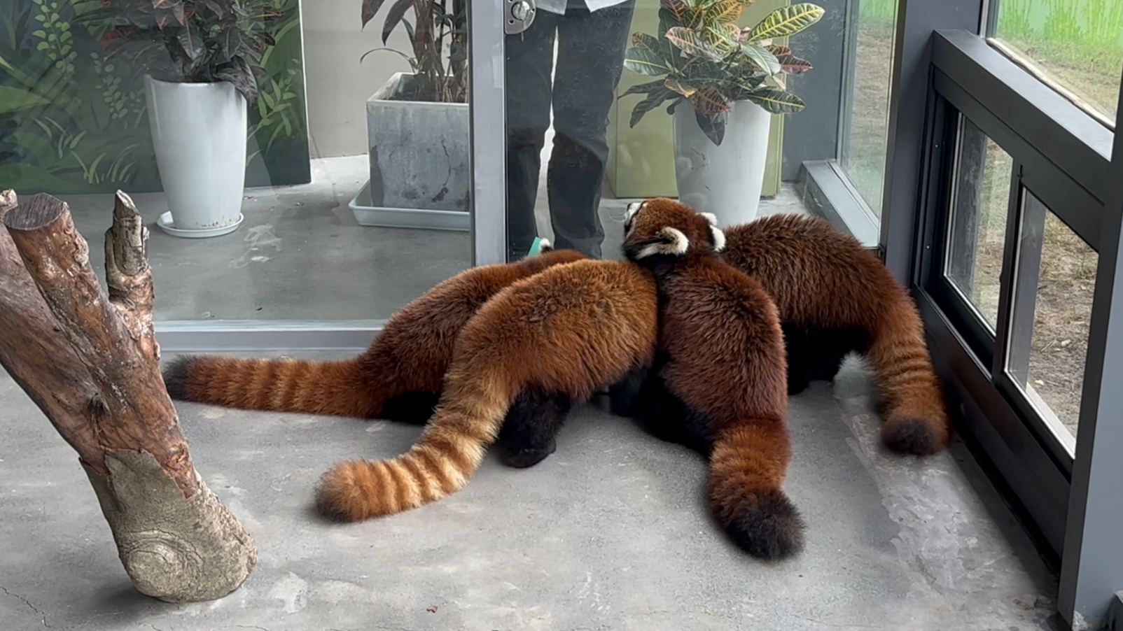 可怕的四腿蜘蛛正在进食 淹城小熊猫