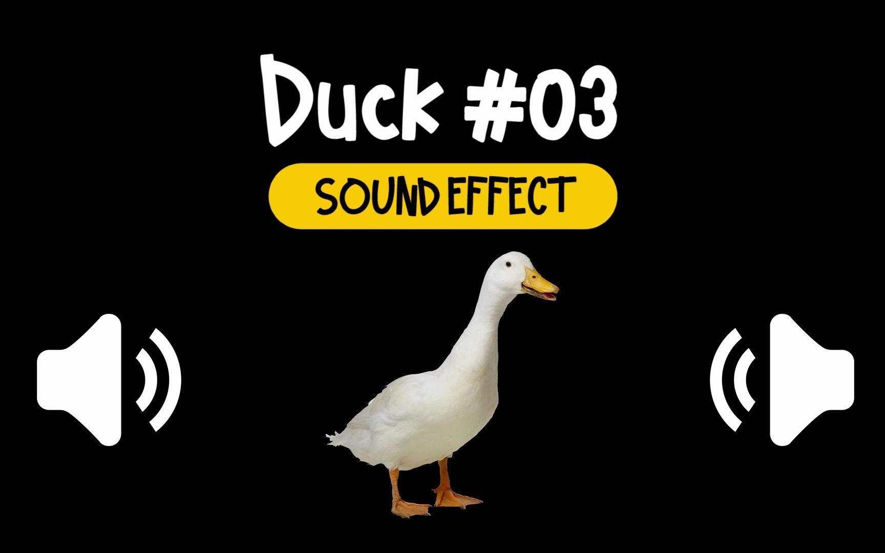 嘎 鸭子 #03 叫声 动物 音效 (hq)
