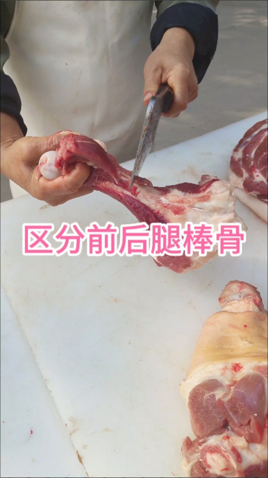 教你区分前后腿棒骨哔哩哔哩bilibili