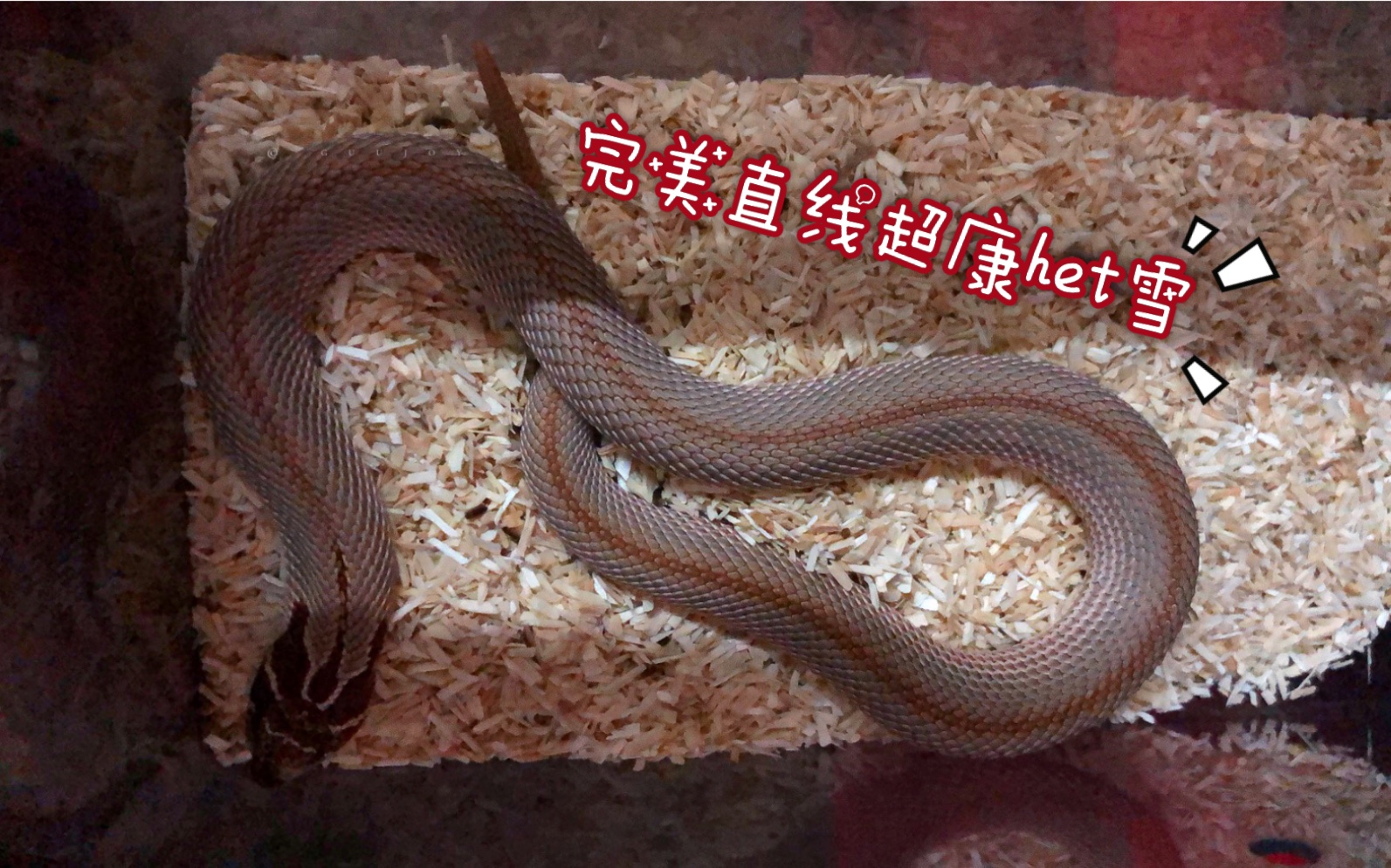 【猪鼻蛇】{超康h雪}少见的完美小直线(紫线?