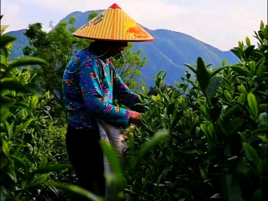 鲜叶自带兰花香!兰花香高山绿茶舒城小兰花哔哩哔哩bilibili