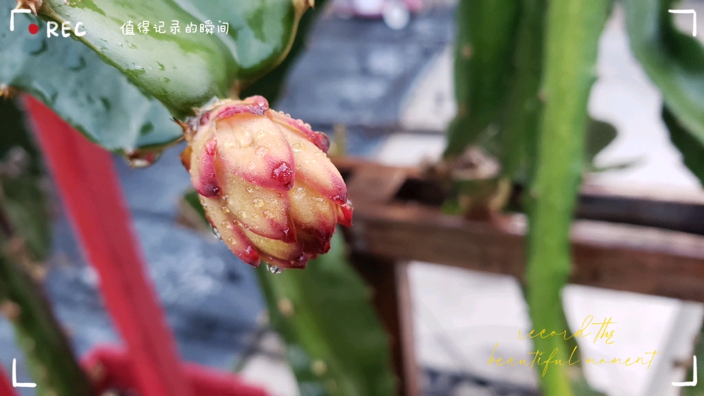 火龙果的花骨朵儿