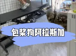 Tải video: 日常洗护，追着咬阿拉斯加，什么，追着我咬，要给点压力了