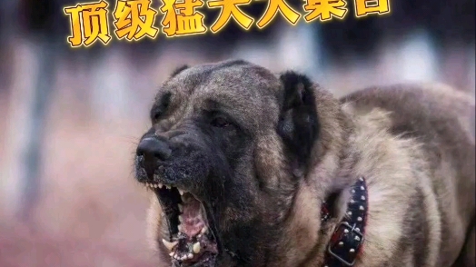 土耳其原装砍高猛犬大汇集难得一遇!横扫千军万马、秒杀草原野狼的猛犬 #土耳其坎高犬 #神犬 #狗哔哩哔哩bilibili