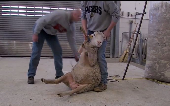 【震惊】绵羊被主人按到地上剃光羊毛,此刻绵羊的内心是崩溃的