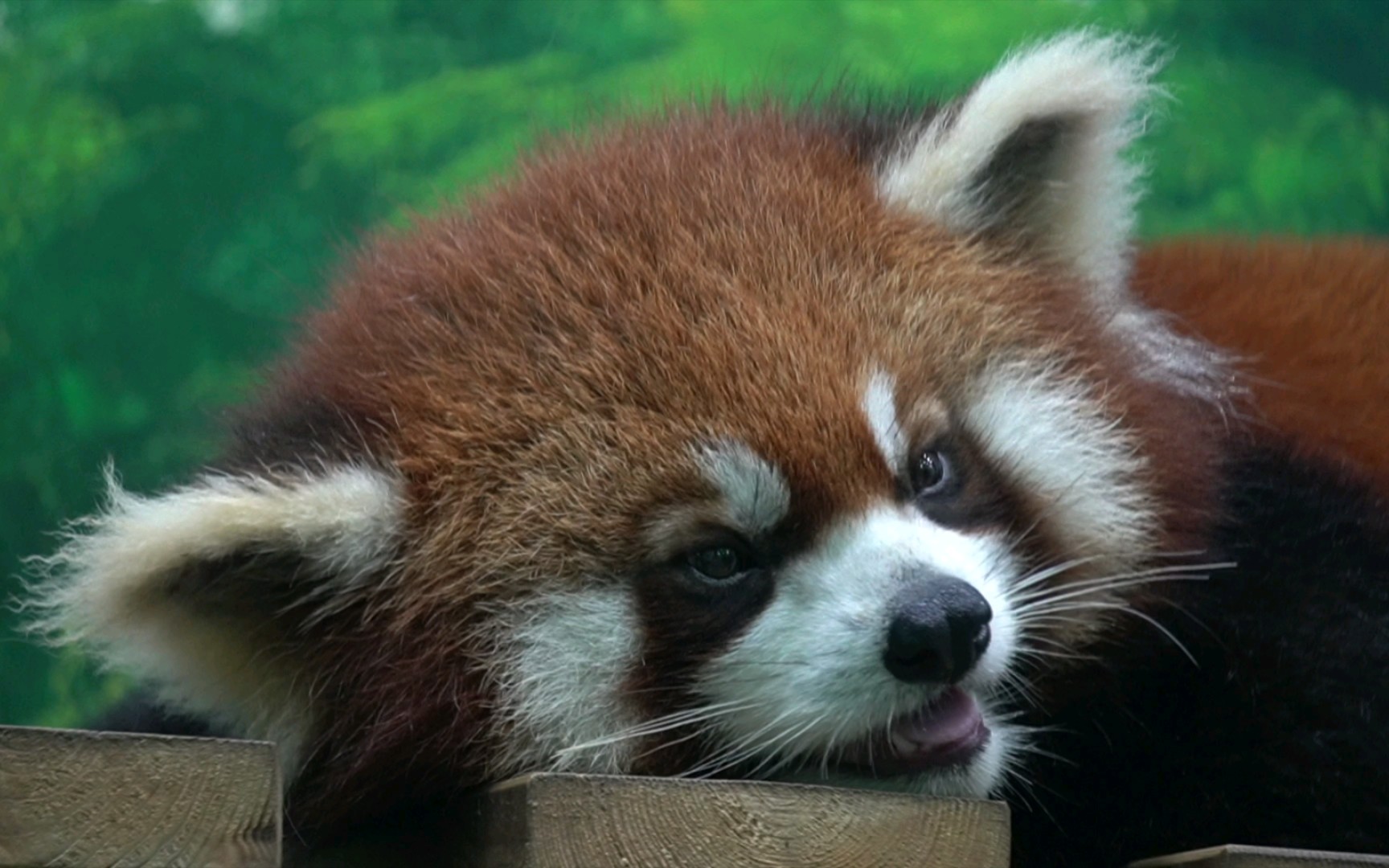 小熊猫麻薯# 薯薯的耳朵只剩薄薄的一片啦