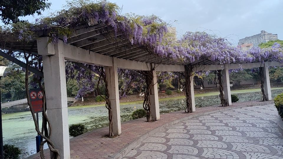 活动  西南交通大学九里校区的紫藤长廊,真是太美了.