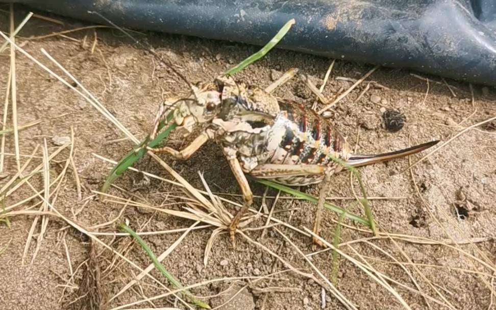 海拉尔大草原大蝈蝈吃草全过程