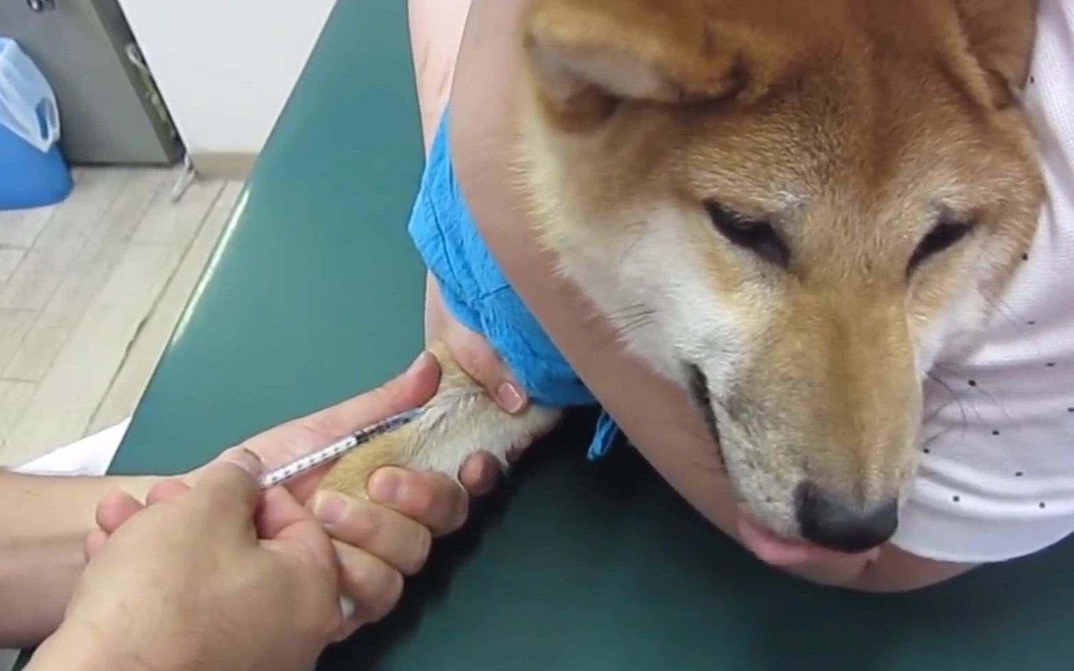 萌狗生病了,到医院打针,会发生什么