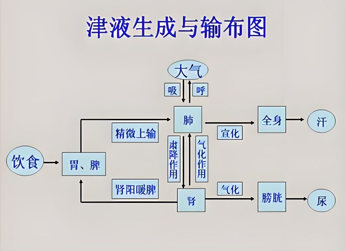 第118讲:【黄帝内经】 水液在体内代谢过程哔哩哔哩bilibili