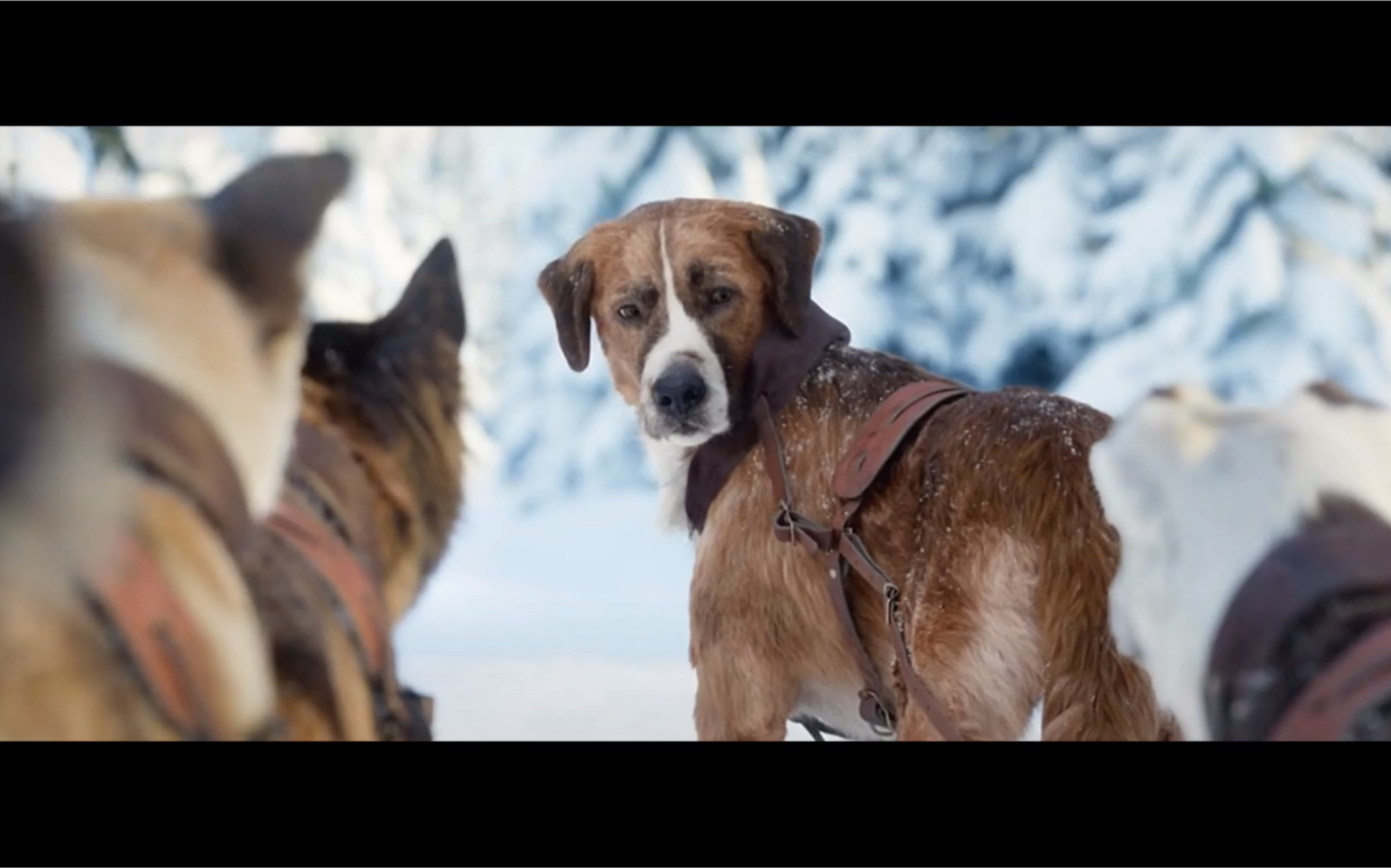 雪橇犬领头犬图片