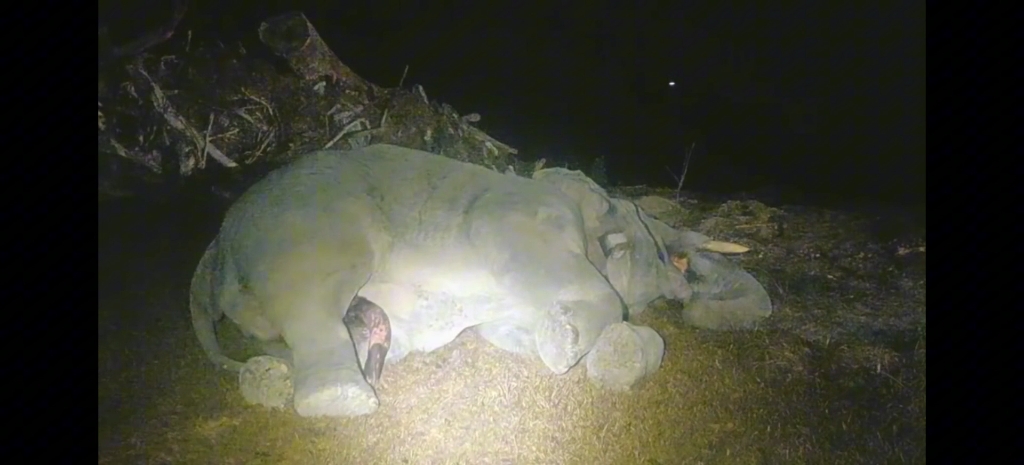 熟睡的野生大象!太安逸了吧