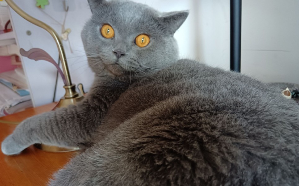 蓝猫玩缅因的尾巴惹人笑出煤气声