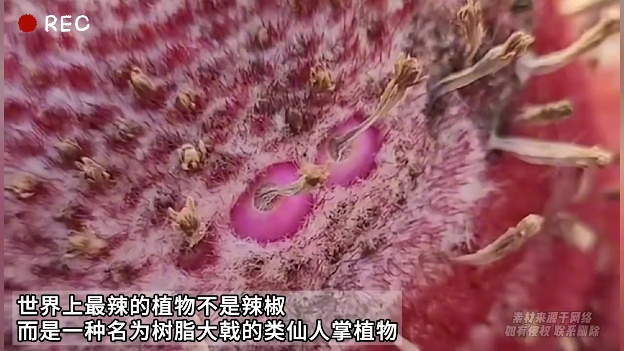 世界上最辣的植物不是辣椒 而是一种名为树脂大戟的类仙人掌植物