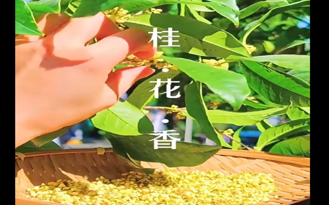 [图]金秋十月，桂花飘香，多喝金桂花，嘴巴香香！