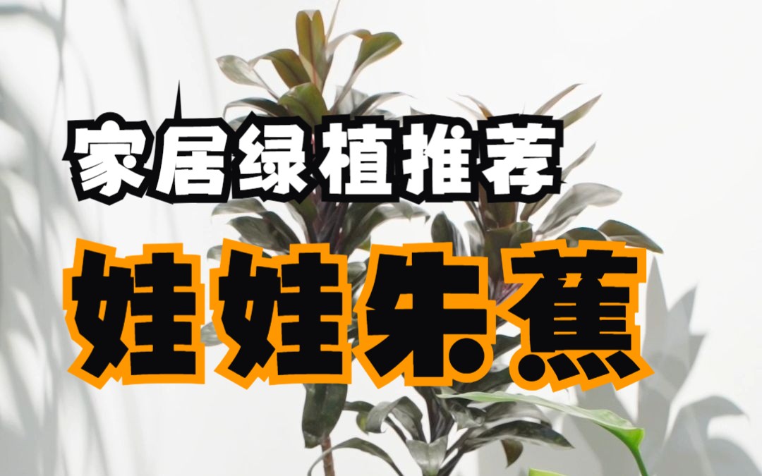 【花小多园艺】家居绿植推荐 | 娃娃朱蕉哔哩哔哩bilibili