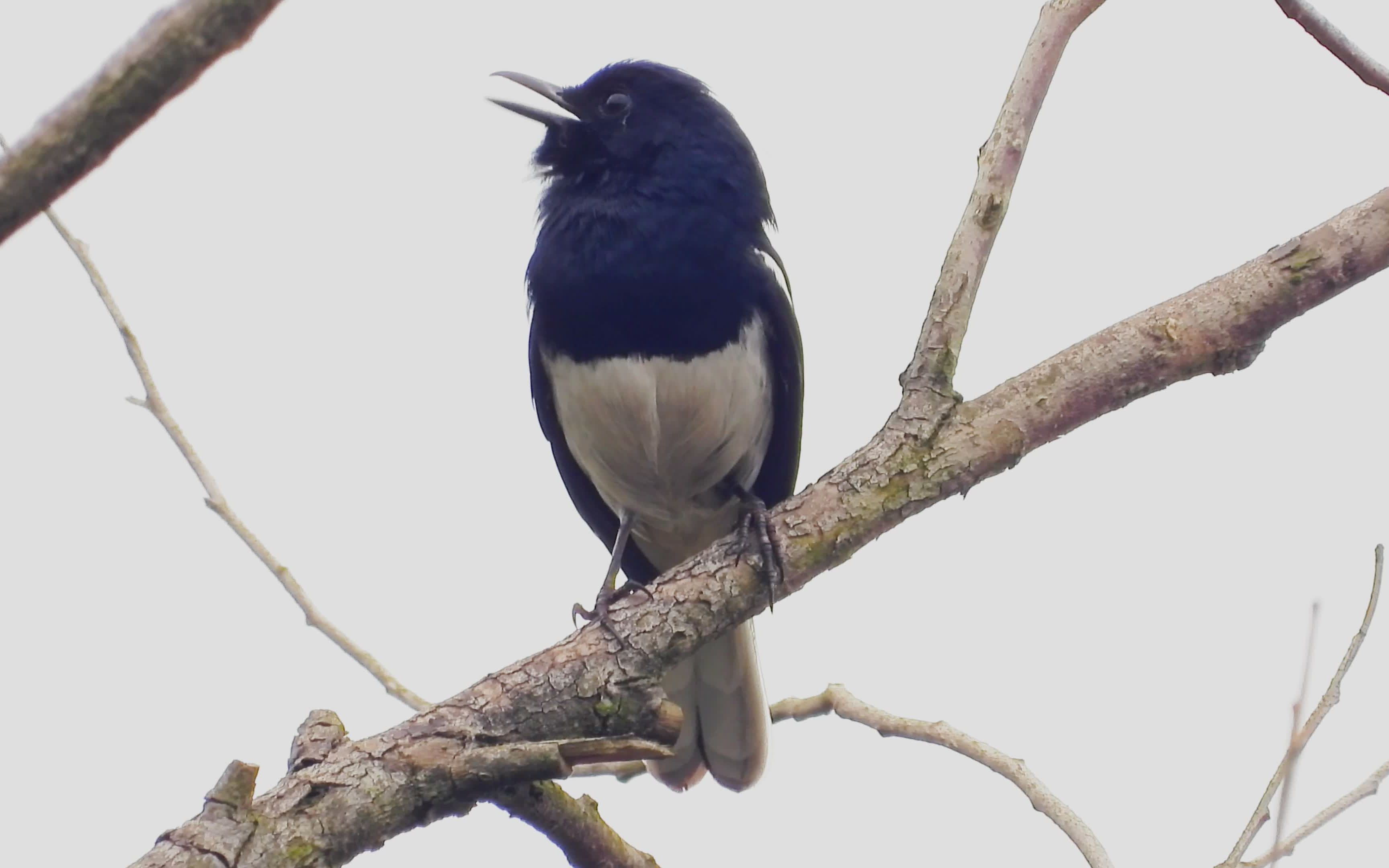 野外实拍小鸟,好听的鸟叫声,鹊鸲叫声