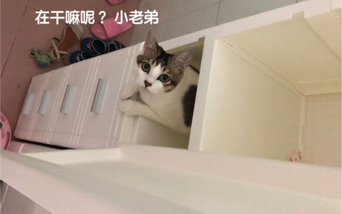 [图]气势十足的猫咪们