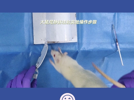 实验干货丨大鼠尾静脉注射操作