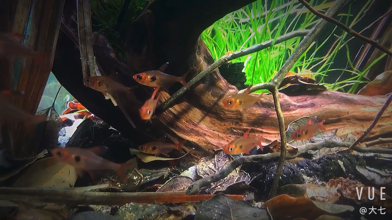 南美短鲷灯鱼大混养南美缸灯鱼南