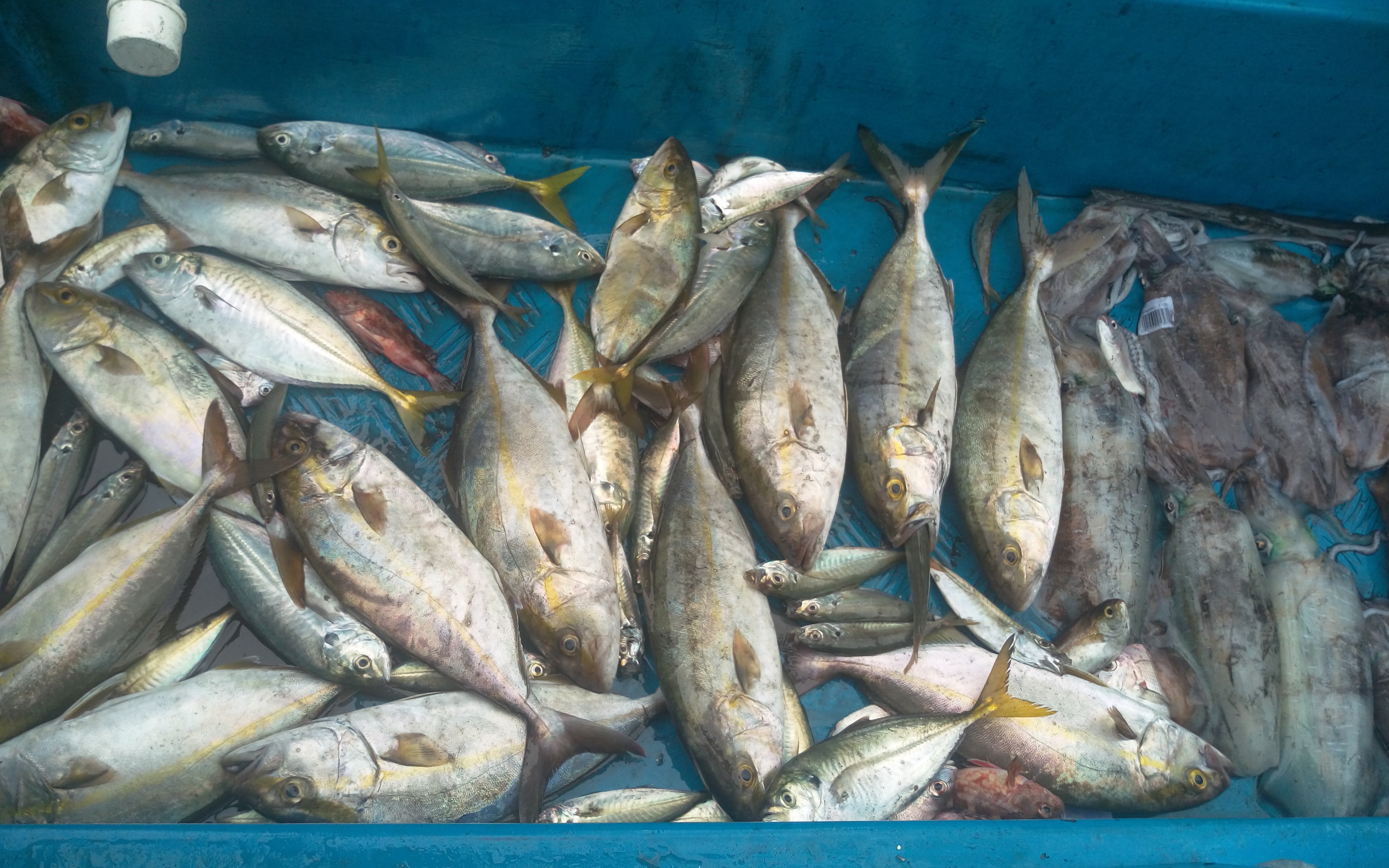 土洋航标桶小章红双飞铁板狂拉