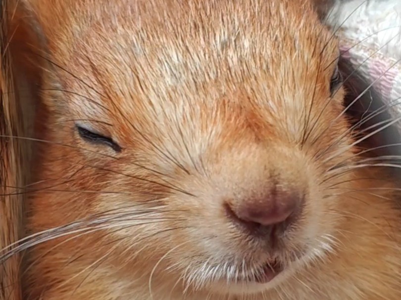 偷拍小松鼠睡觉的大头丑照