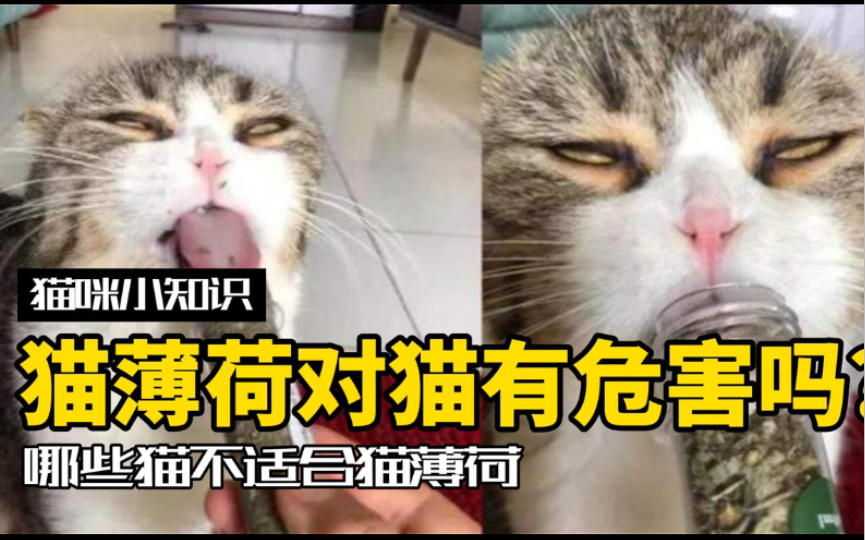 [图]猫薄荷对猫有害吗？哪些猫不适合用猫薄荷？