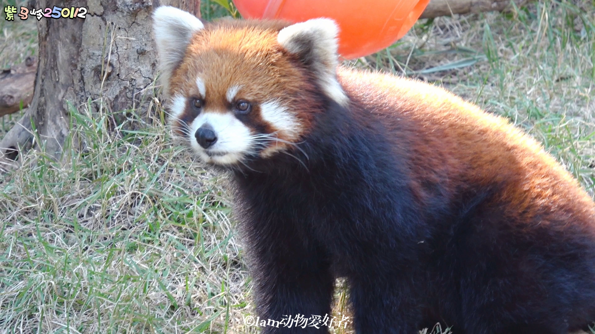 【小熊猫窝窝头】忧郁的中年男能