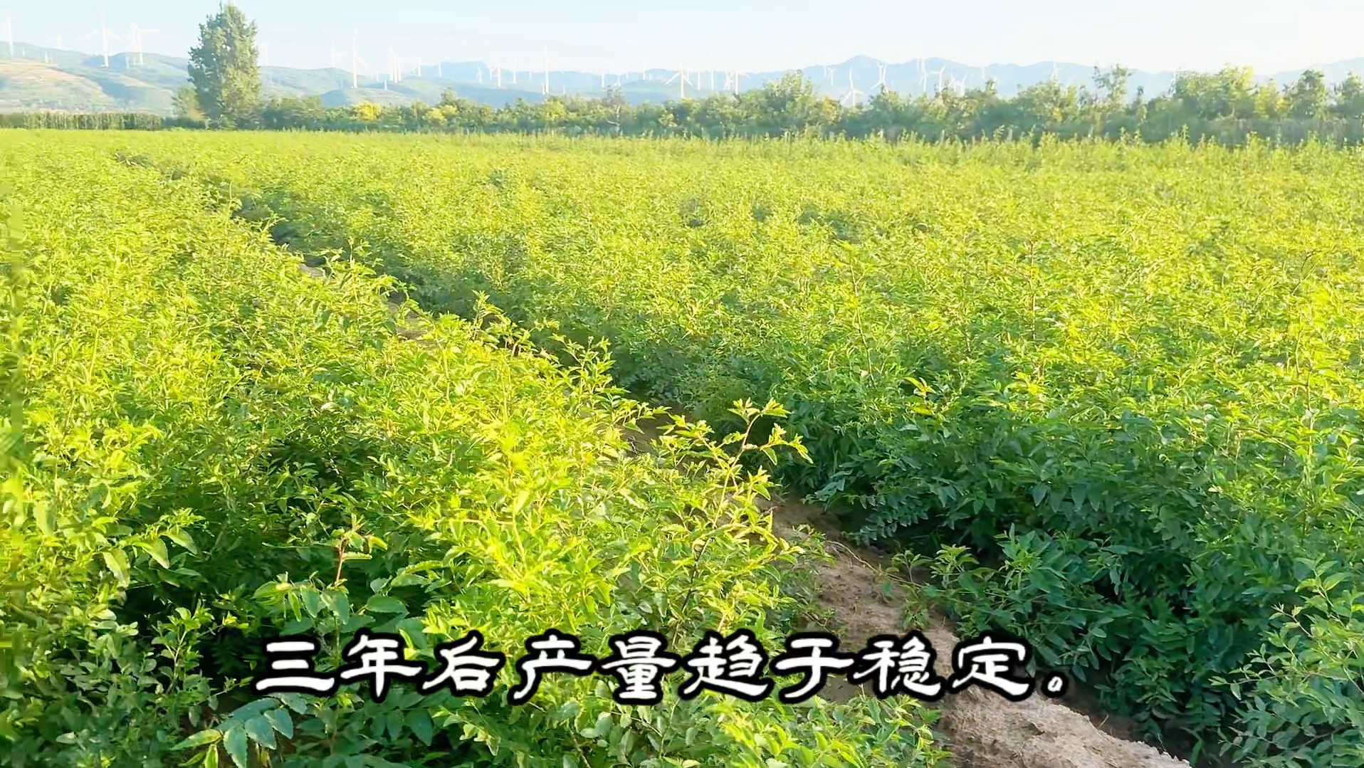 【连翘苗酸枣苗培育基地】新作上线,快来看看!