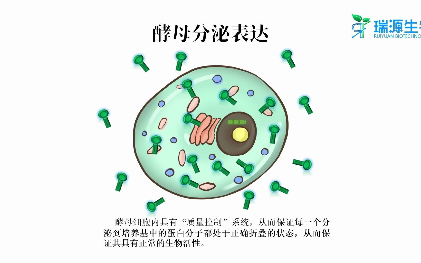 酵母分泌表达外泌蛋白外泌组学瑞源生物哔哩哔哩bilibili