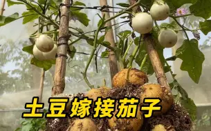 Download Video: 土豆嫁接茄子，神奇的事情发生了！